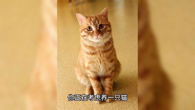 还在纠结养公猫或者母猫吗,新手建议养公猫,省钱又好养