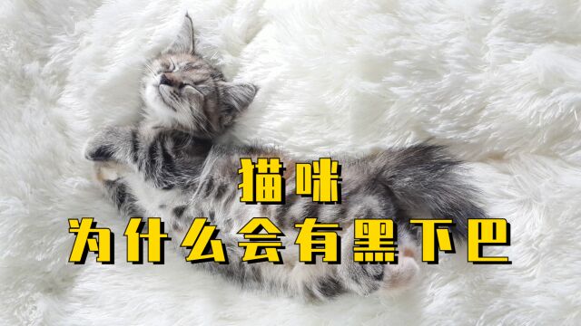 猫咪为什么会有黑下巴?原因有这4个!