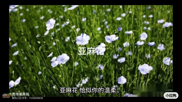 亚麻花,恰似你的温柔