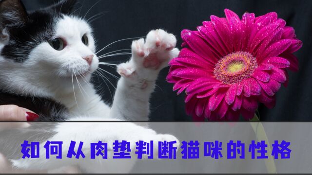 关于猫咪肉垫里的秘密,你知道多少呢?