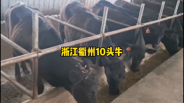 安格斯牛确实可以,但是受欢迎程度不高,你们那里喜欢这个品种吗