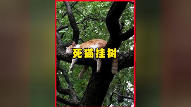 农村老人常说:死猫挂树头,死狗弃水流,有科学依据吗?