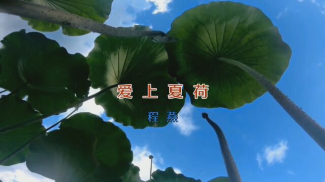 MV 《爱上夏荷》程燕