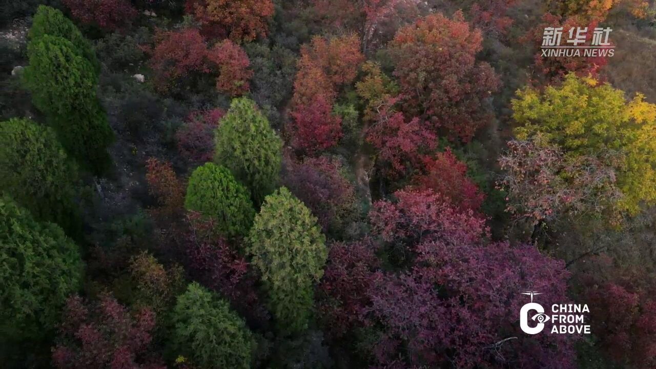 瞰中国|河北唐县:秋日黄昏 红叶似霞落山间