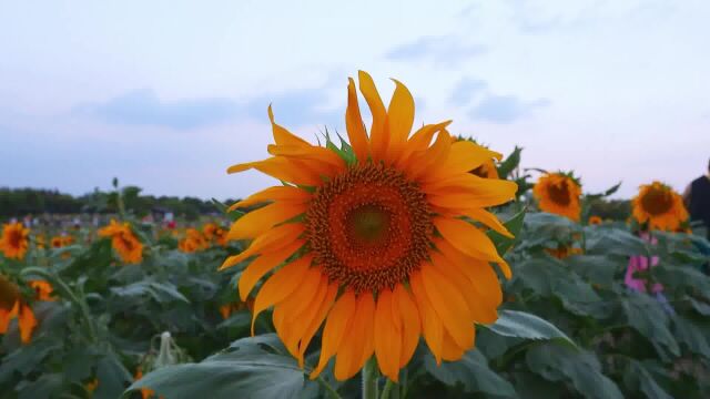 夕阳和向日葵的搭配巨浪漫#合肥 #向日葵花海 #航拍 #每一帧都是壁纸 #无人机