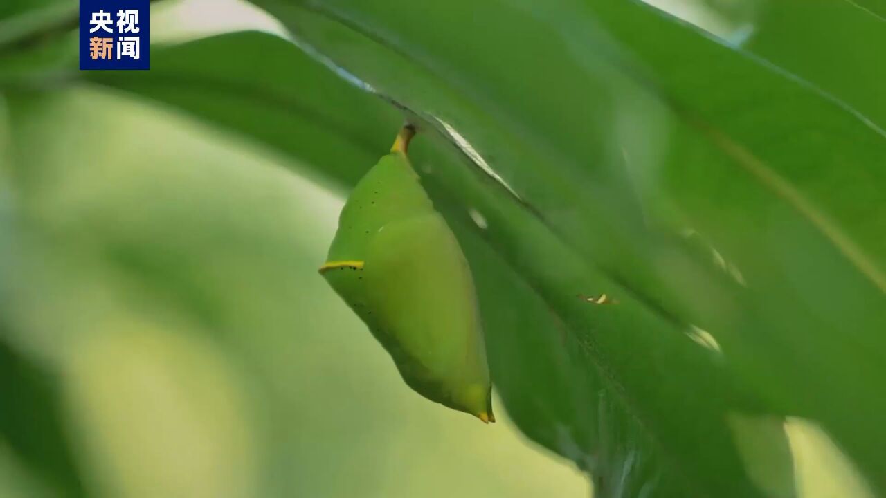 翩跹登场!去红河蝴蝶谷看一场美丽蜕变