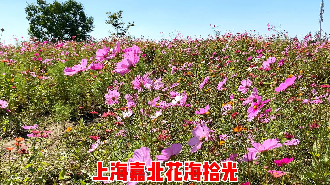 上海嘉北花海拾光,一个占地7.39平方公里的郊野公园,游玩好去处