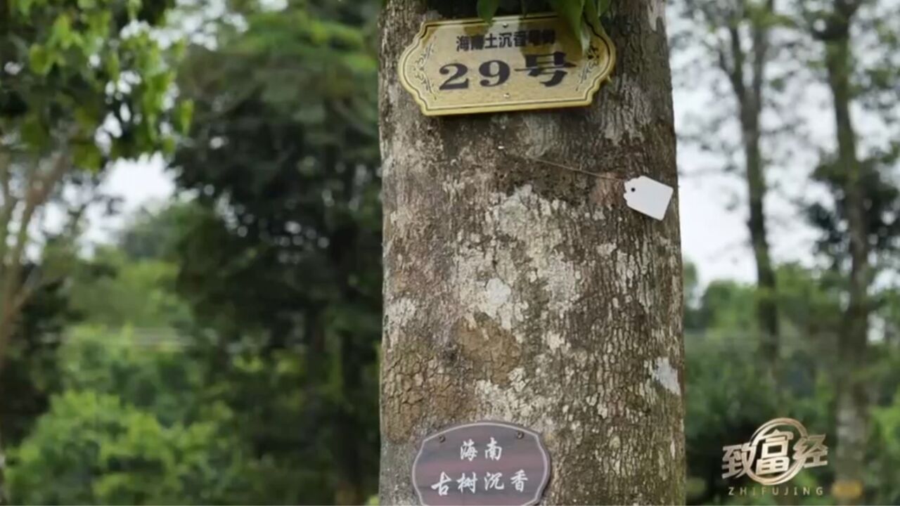 为了能保护性种植白木香,女子走遍了整个海南省,一年多时间找到61棵符合要求的母树