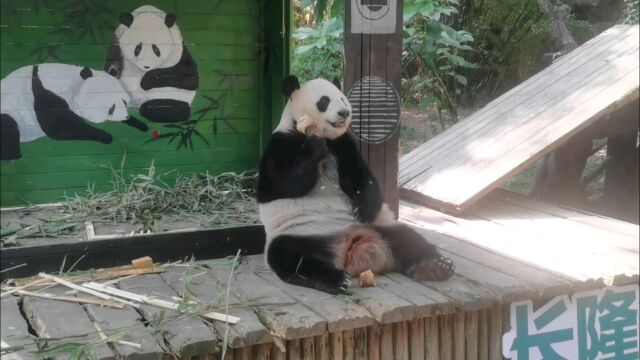 大熊猫梅清下午美食加餐三部曲之竹笋篇(二)留意魔术手表演哦