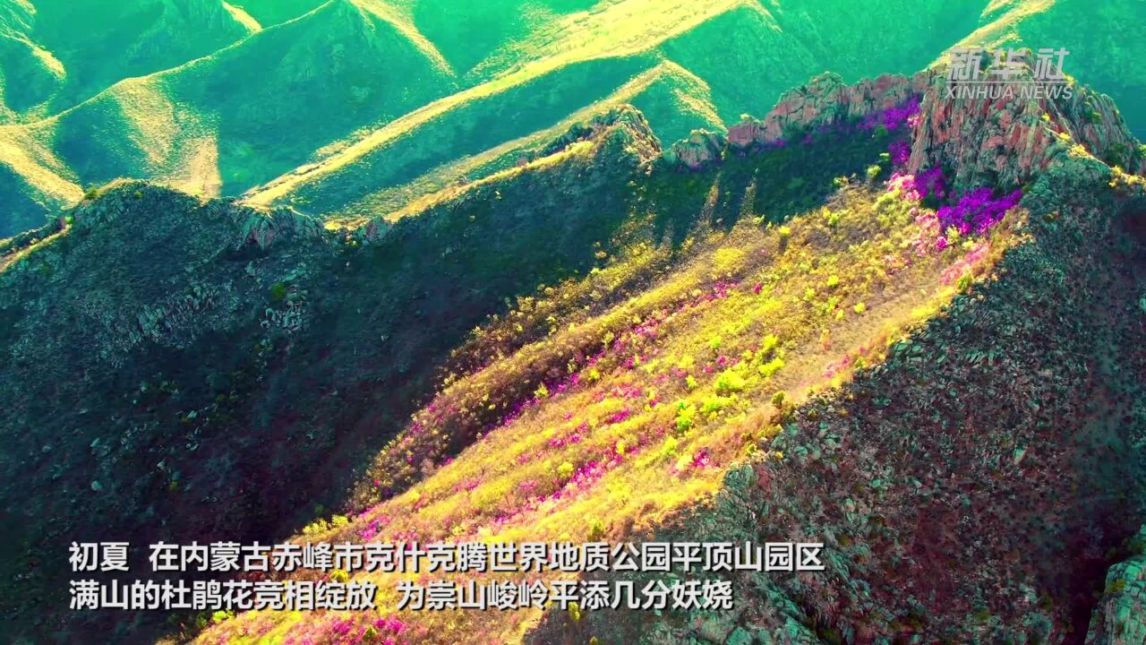 四季旅行ⷥ𐨱᥆…蒙古|岭上开满映山红