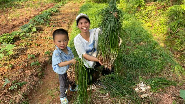 农村媳妇地里拔藠头,新鲜好吃的荞头,你们吃过吗?