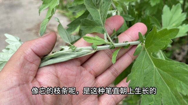 艾草又被号称为“百草之王”,生活中有两大妙用,一起了解下