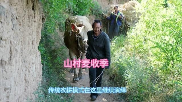 纪实片:大山里的麦收,手挥镰刀鞭打牛,远去的乡愁 #麦收时节