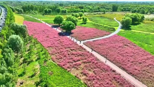 粉色花海——多彩东营区