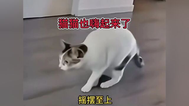 猫猫嗨起来