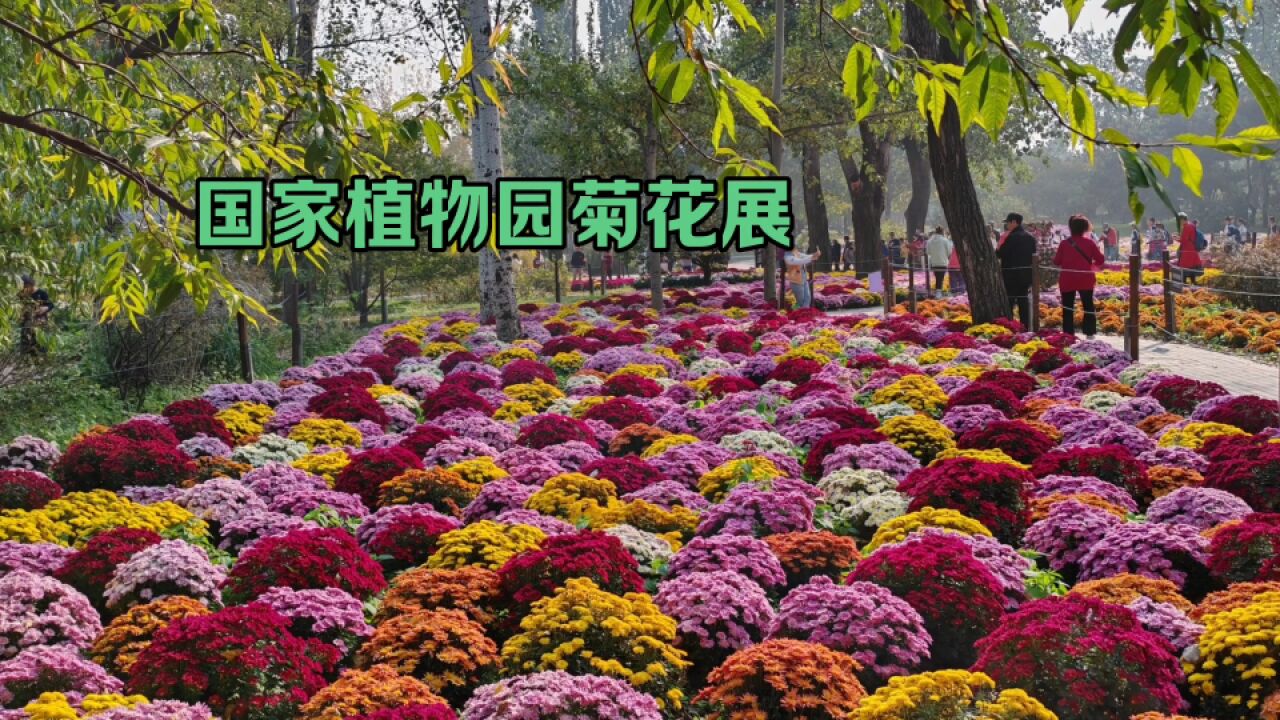 北京国家植物园的菊花展太好看了,花团锦簇,层次感强,太好看了