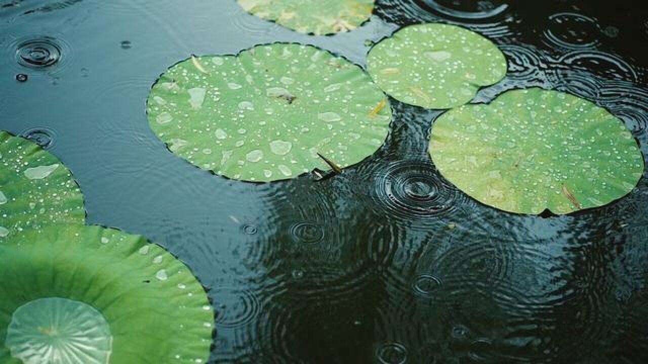 总要来趟滕州吧,看看龙泉广场的荷花