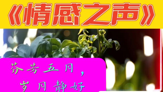 《情感之声》芬芳五月,岁月静好