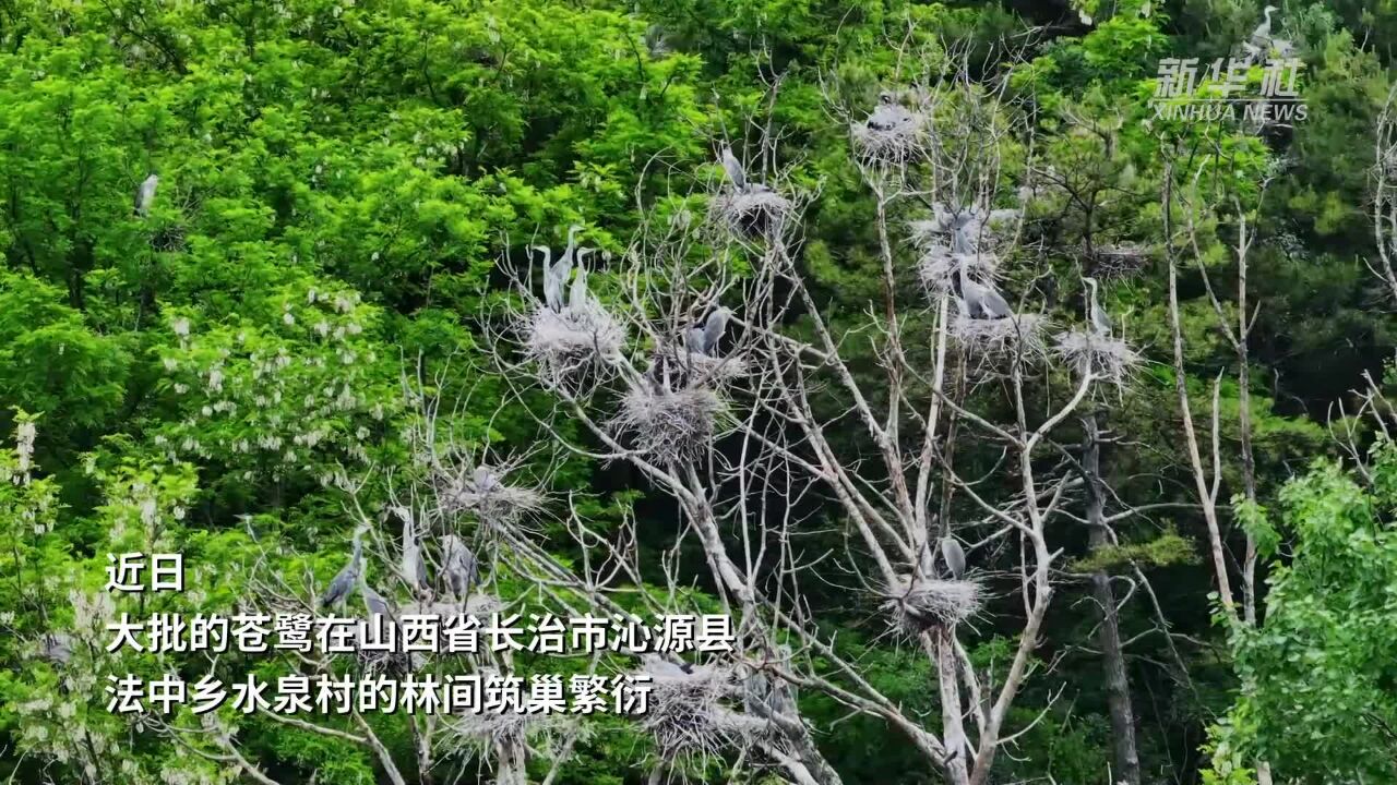 山西长治:水泉村里的苍鹭