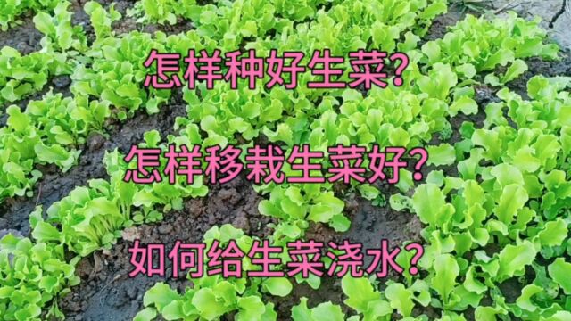 怎样种好生菜?怎样移栽生菜好?如何给生菜浇水?