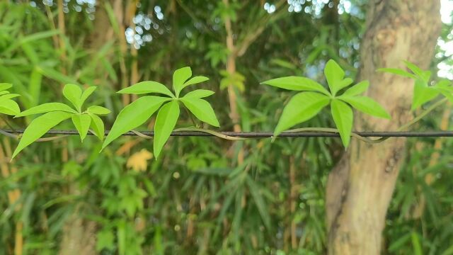 五爪金龙旋花科虎掌藤属