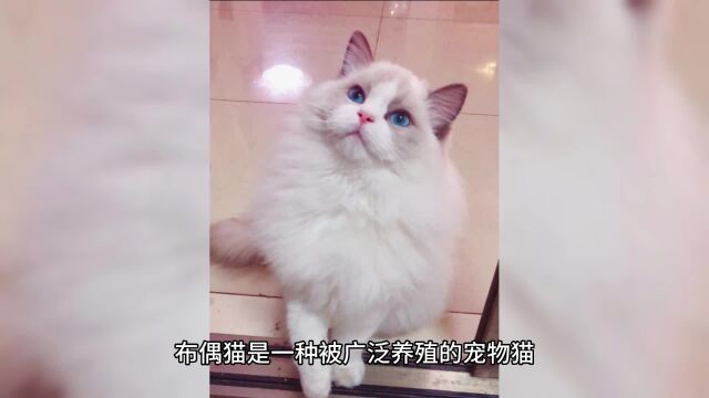 给布偶猫选什么材质的水碗比较好?