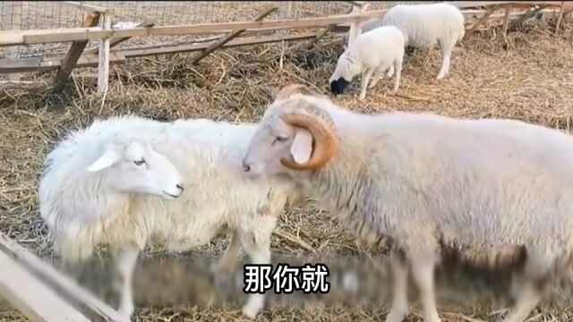 公羊:这…这不浪费感情嘛!