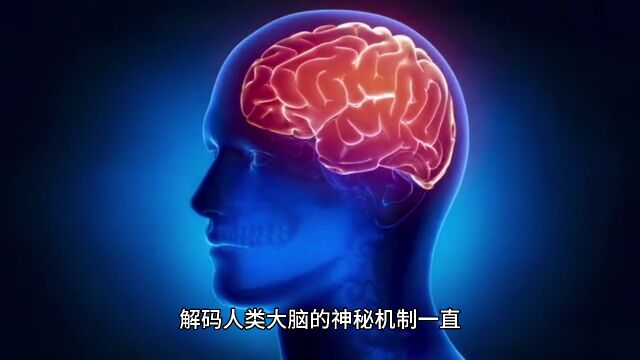 人类大脑解码:揭示思维、学习和记忆的神秘机制!