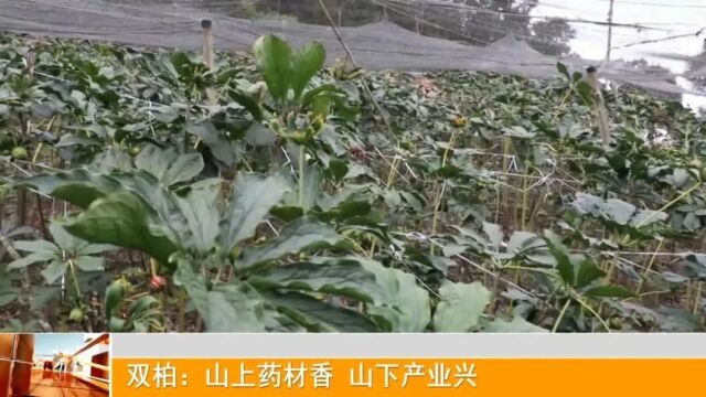 “云药之乡”名片越擦越亮,双柏是如何做到的?