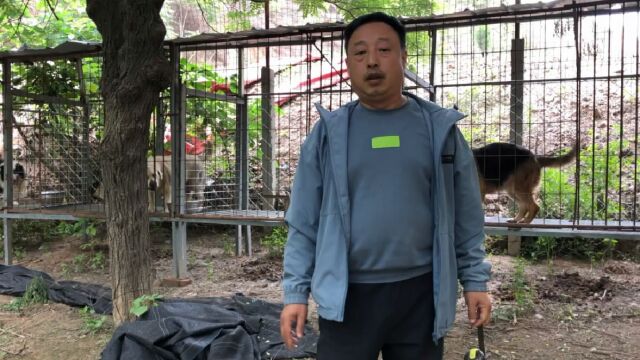 这个犬舍比较大品种也多,大型猛犬宠物犬都有,朋友们来欣赏下