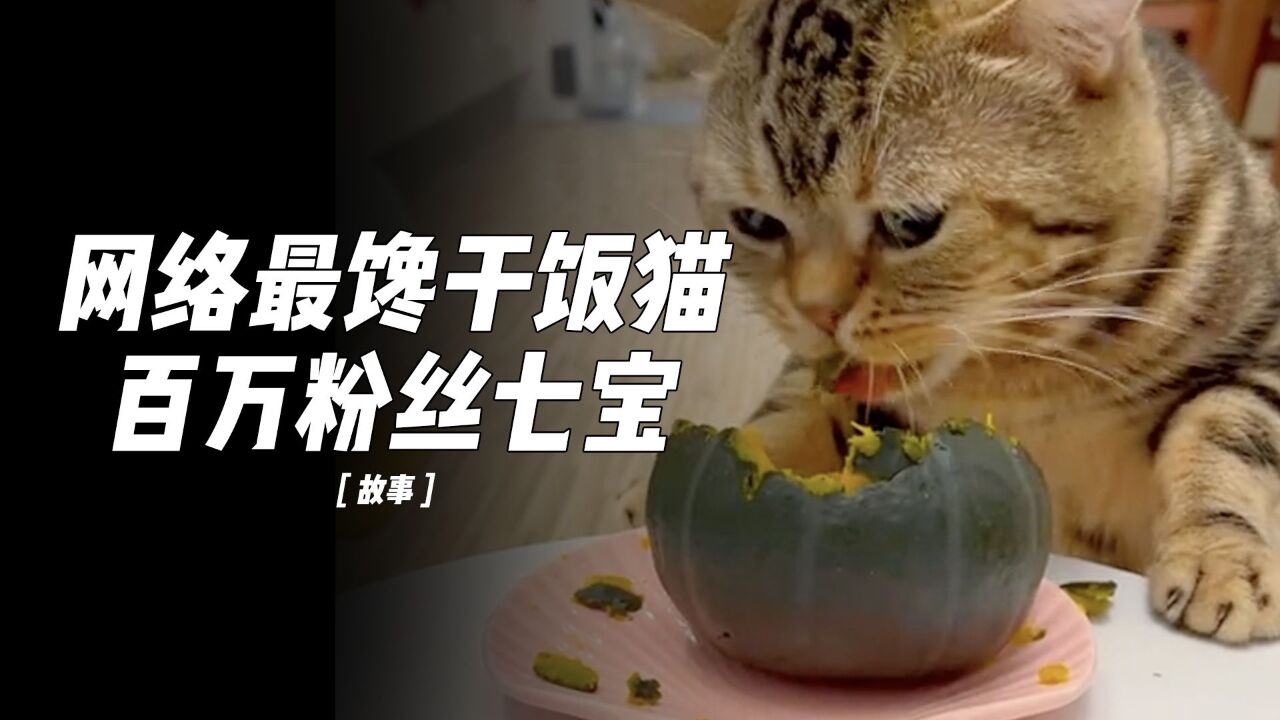 小猫“七宝”坐拥百万粉丝,看看全网第一馋猫有多能吃