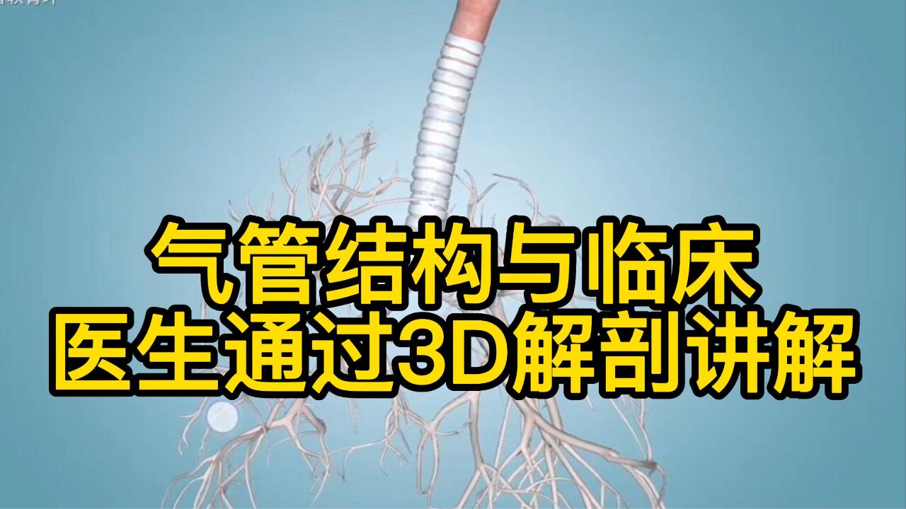 重症新冠肺炎病人有的需要气管切开,气管长啥样?医生通过3D解剖讲解