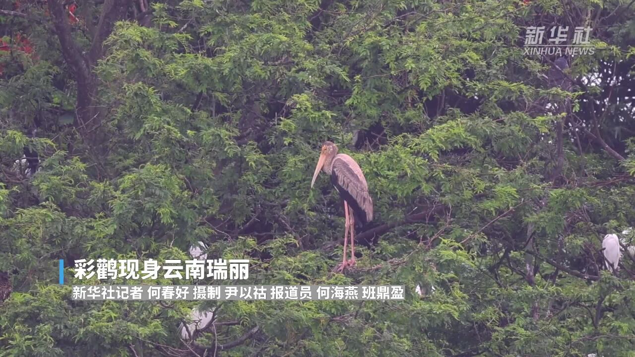 彩鹳现身云南瑞丽