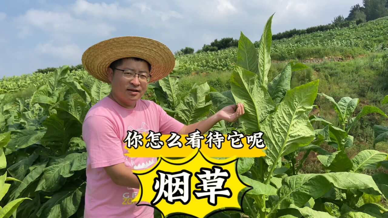 烟草在您心里是什么样子呢?!