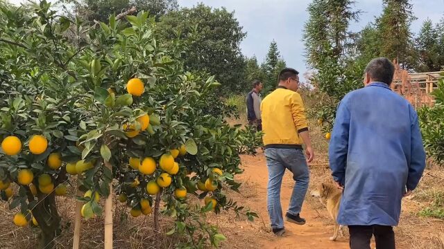 大叔种了500棵橙子,今年挂果5万斤,老师傅的技术就是厉害