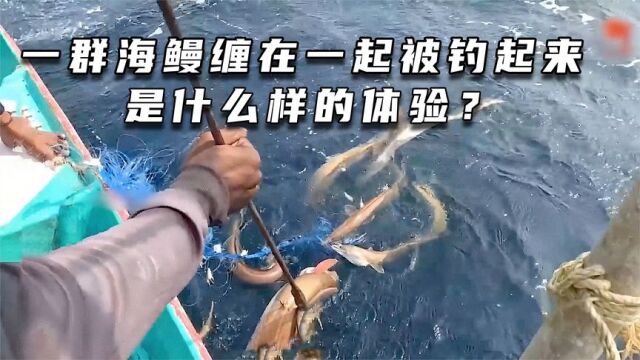 一群海鳗缠在一起被钓起来是什么样的体验?#渔民生活实拍