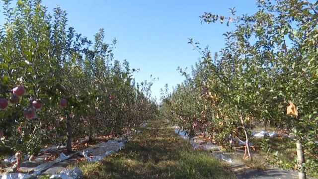 蔡村乡东蒲村:苹果丰收采摘忙 硕果盈枝促增收