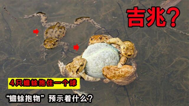 男子发现4只蟾蜍抱住一个球,“蟾蜍抱物”预示什么?真是吉兆?