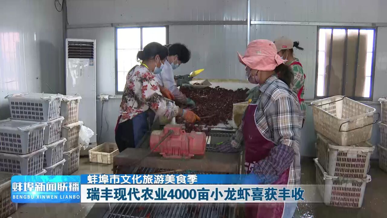 【蚌埠市文化旅游美食季】瑞丰现代农业4000亩小龙虾喜获丰收