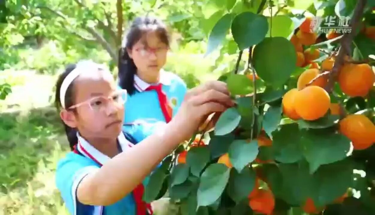 河北献县:“校园农场”播撒劳动教育新希望