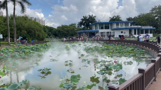 夏季荷花开满池,洪湖公园的荷花展好美