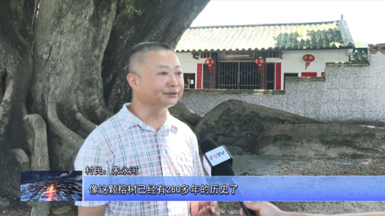 丰顺:加强古树名木保护力度 助力绿美丰顺生态建设 ,采访1