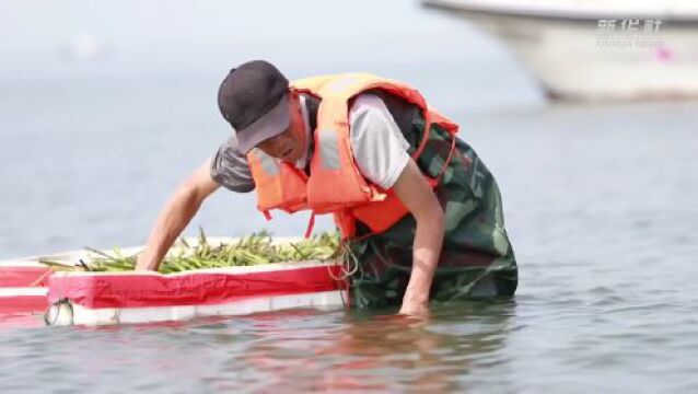 河北唐山:投礁种草修复渤海生态 “海底沙漠”现“绿洲