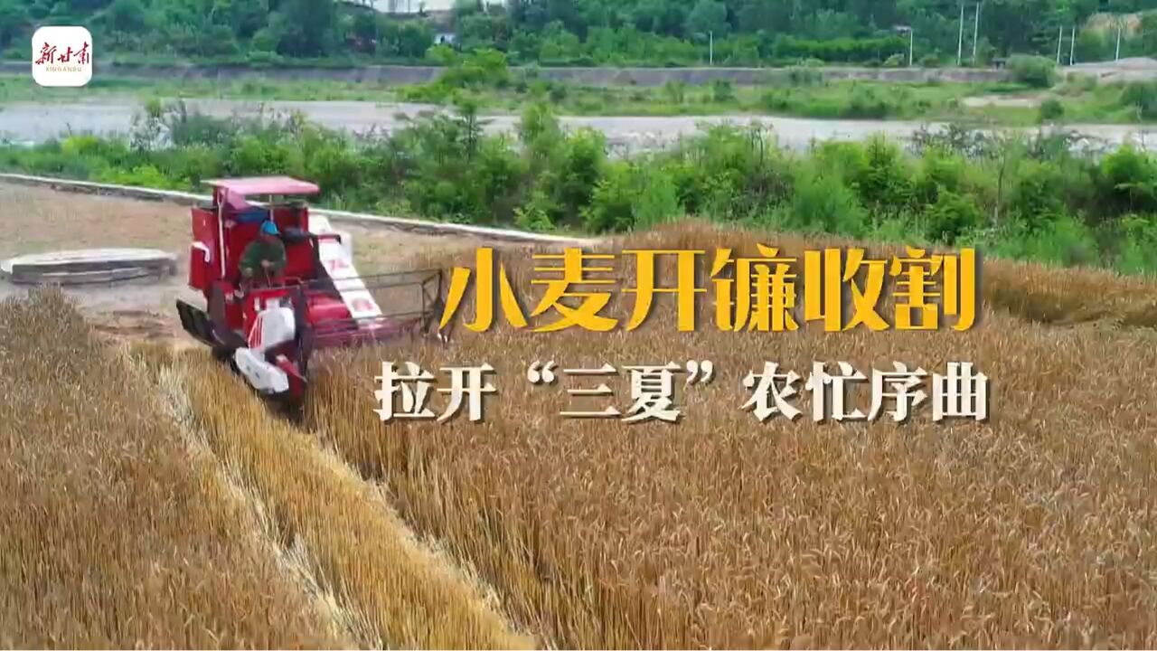 这里是甘肃ⷨ熩⑼陇南两当:小麦开镰收割 拉开“三夏”农忙序曲