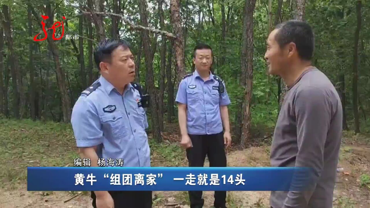 黄牛“组团离家” 养牛户焦急万分 幸亏民警帮忙找回