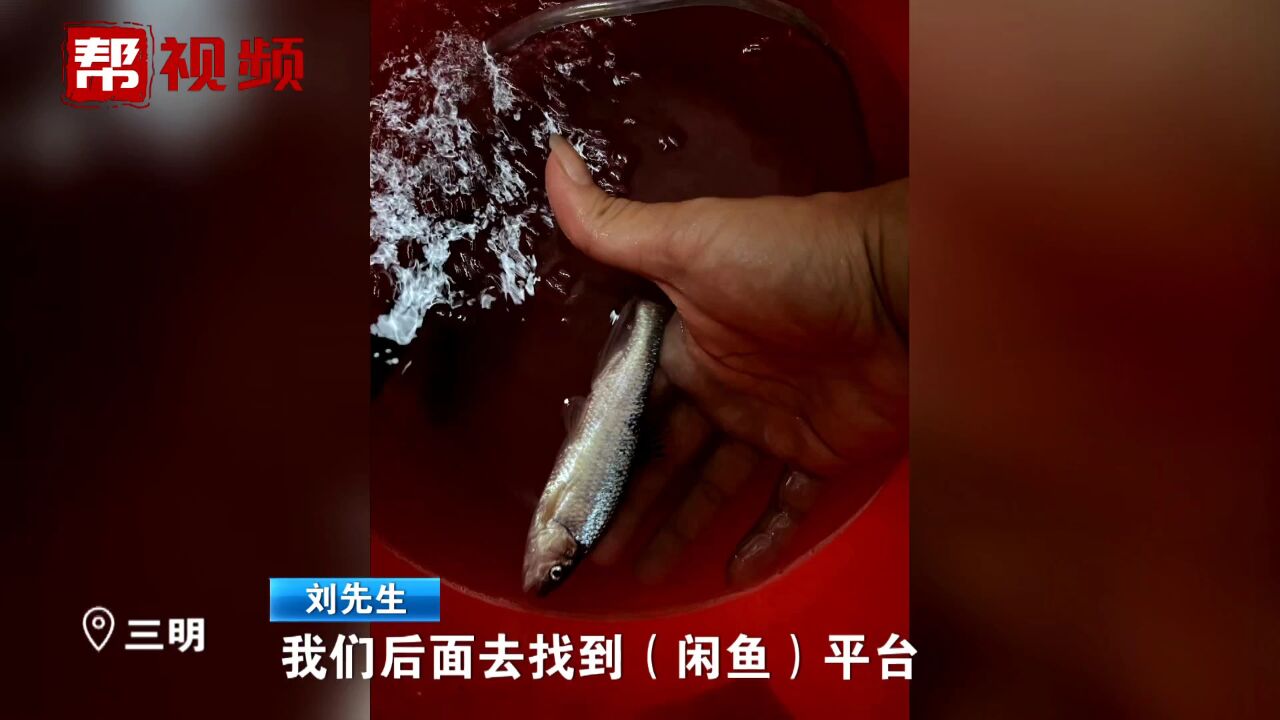 鱼的死亡证明怎么开?消费者维权被难倒 闲鱼平台:没证明难判定