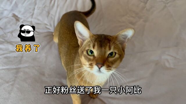 阿比西尼亚猫 到底值不值得饲养?宝藏猫之称确有其事,还是徒有其表? #萌宠成精了