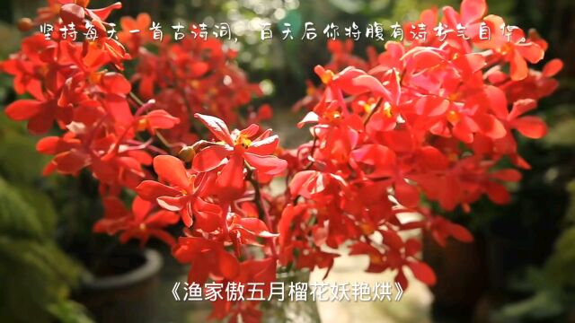 坚持每天一首古诗词《渔家傲五月榴花妖艳烘》