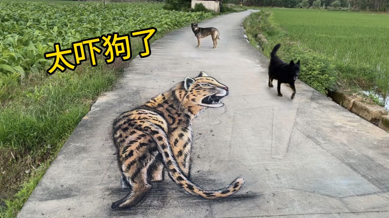 在马路上画只猎豹,狗看到吓得都不敢过了