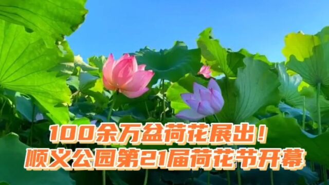 四个展区100余万盆荷花展出!顺义公园第21届荷花节开幕